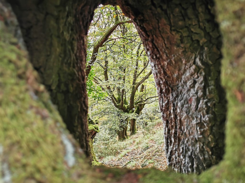 reserva forestal de Artikutza,