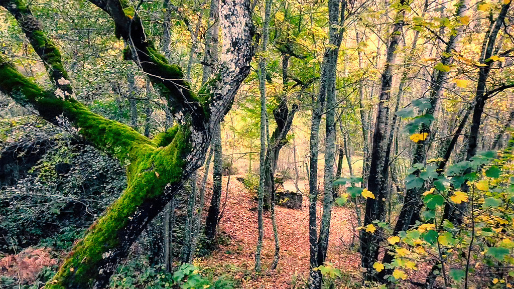 Rutas para disfrutar del otoño con Eusko Travel Bloggers